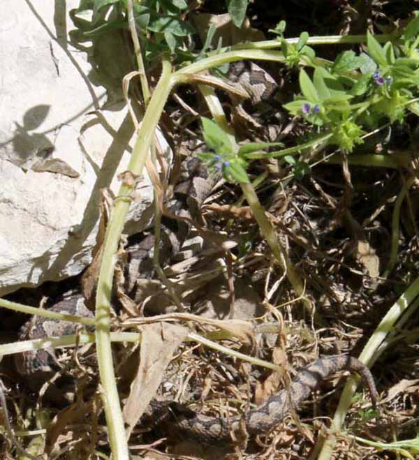 Venomous viper snake coiled on ground