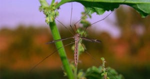 mosquito facts