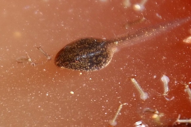 A tadpole eating mosquito larvae