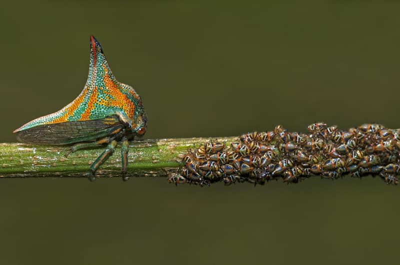 thorn bug