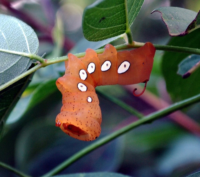 pandorus sphinx moth caterpillar