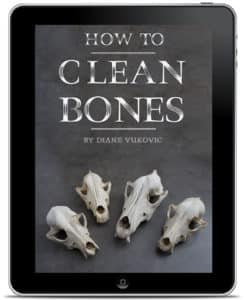 how to clean bones book