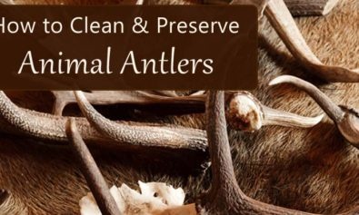how to clean preserve antlers