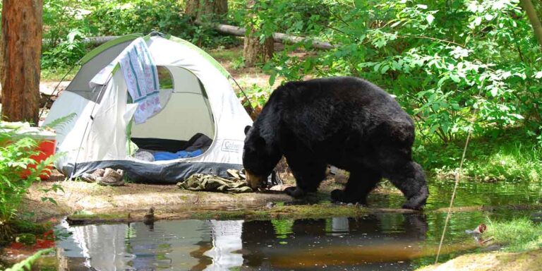 How to Keep Bears Away from Your Campsite: 9 Rules