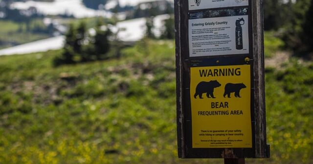 How to Keep Bears Away from Campsite: 9 Rules to Stay Safe - Mom Goes ...