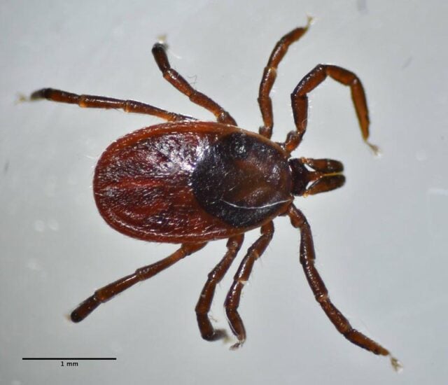 The 9 Most Common Types of Ticks (with Pictures) - Mom Goes Camping