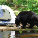 bear safety outdoors