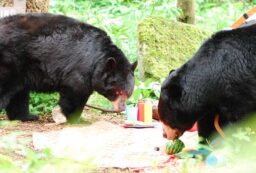 How to Keep Bears Away from Your Campsite: 9 Rules